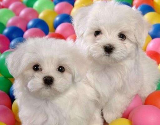 全球十大人氣犬種排行榜,拉布拉多聰明聽話、金毛十分溫順