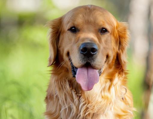 全球十大人氣犬種排行榜,拉布拉多聰明聽話、金毛十分溫順