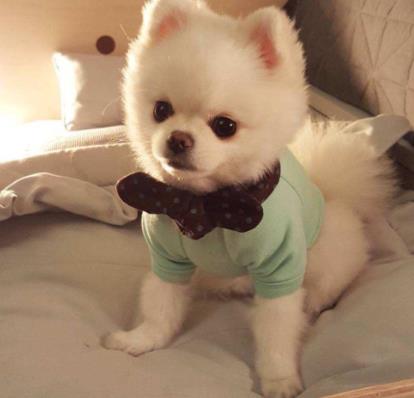 全球十大人氣犬種排行榜,拉布拉多聰明聽話、金毛十分溫順