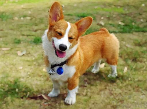 全球十大人氣犬種排行榜,拉布拉多聰明聽話、金毛十分溫順