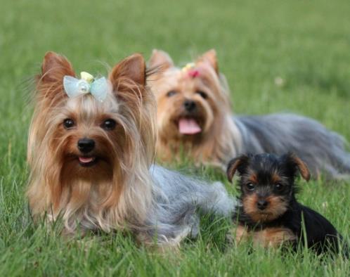 全球十大人氣犬種排行榜,拉布拉多聰明聽話、金毛十分溫順