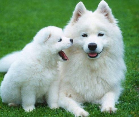 全球十大人氣犬種排行榜,拉布拉多聰明聽話、金毛十分溫順