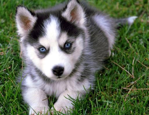 全球十大人氣犬種排行榜,拉布拉多聰明聽話、金毛十分溫順