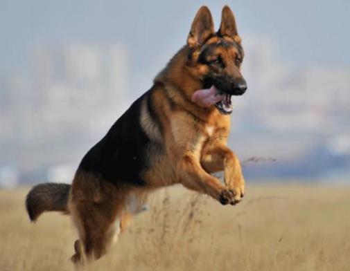 全球十大人氣犬種排行榜,拉布拉多聰明聽話、金毛十分溫順