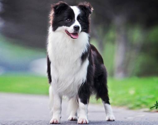 全球十大人氣犬種排行榜,拉布拉多聰明聽話、金毛十分溫順