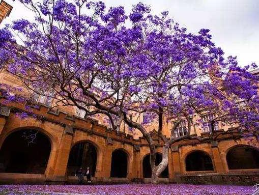 澳洲八大名校排行榜,墨爾本大學、蒙納士大學位居前列