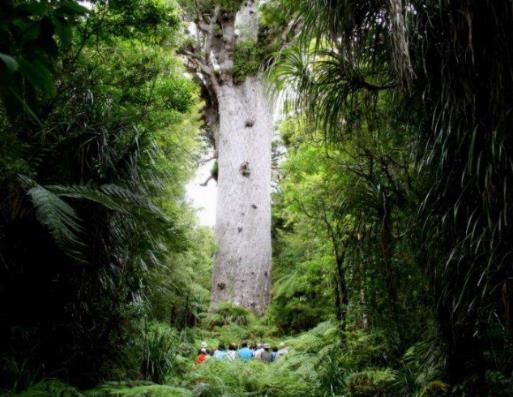 全球最美叢林排行榜,亞馬遜熱帶雨林、彎彎林令無(wú)數(shù)人為之神往