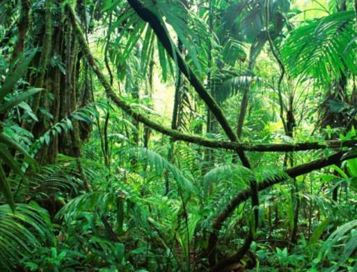 全球最美叢林排行榜,亞馬遜熱帶雨林、彎彎林令無(wú)數(shù)人為之神往