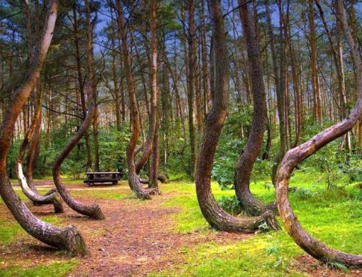 全球最美叢林排行榜,亞馬遜熱帶雨林、彎彎林令無(wú)數(shù)人為之神往