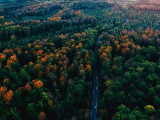 全球最美叢林排行榜,亞馬遜熱帶雨林、彎彎林令無(wú)數(shù)人為之神往