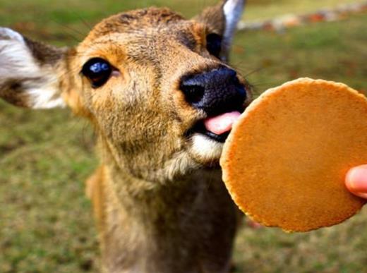 日本十大旅游城市排名,東京非常繁華、輕井澤自然風光秀麗