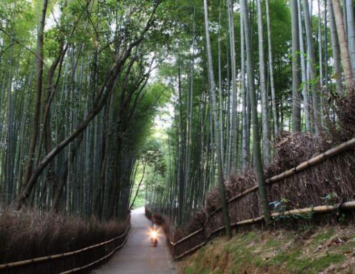 全球最美叢林排行榜,亞馬遜熱帶雨林、彎彎林令無(wú)數(shù)人為之神往