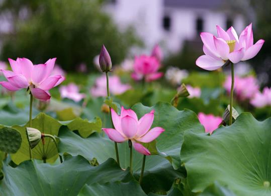 濱州十大景區排行榜,魏集古村落氣質古樸,十里荷塘是花的海洋