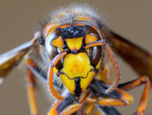 十大最厲害的蜂排行榜,殺人蜂攻擊力最強、虎頭蜂帶有毒蛋白