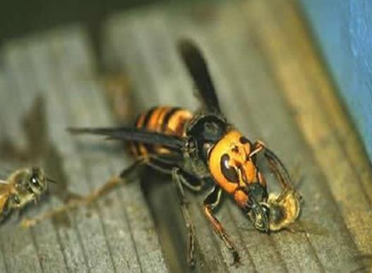 十大最厲害的蜂排行榜,殺人蜂攻擊力最強、虎頭蜂帶有毒蛋白