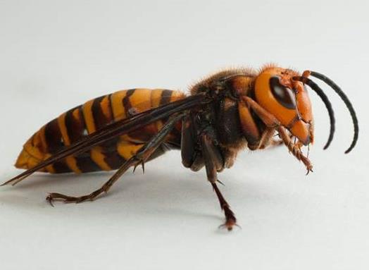 十大最厲害的蜂排行榜,殺人蜂攻擊力最強、虎頭蜂帶有毒蛋白