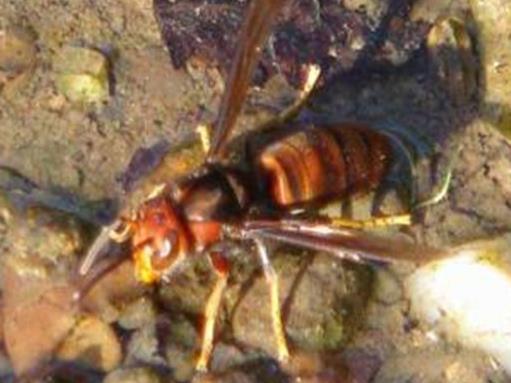 十大最厲害的蜂排行榜,殺人蜂攻擊力最強、虎頭蜂帶有毒蛋白