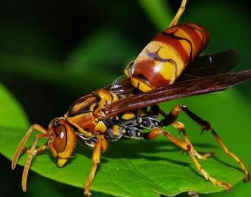 十大最厲害的蜂排行榜,殺人蜂攻擊力最強、虎頭蜂帶有毒蛋白