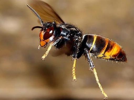 十大最厲害的蜂排行榜,殺人蜂攻擊力最強、虎頭蜂帶有毒蛋白