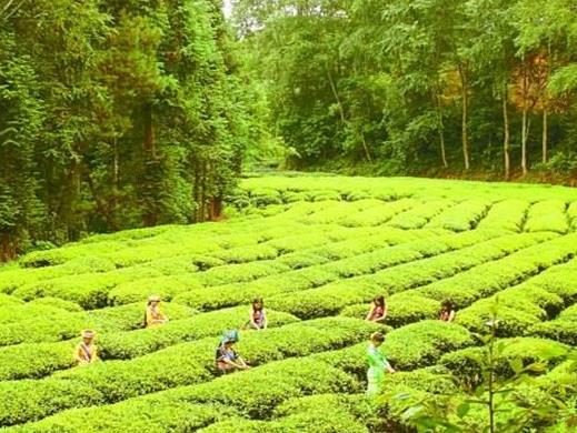 云南十大脫貧的貧困縣排行榜,廣南縣交通不便,紅河縣人均收入低