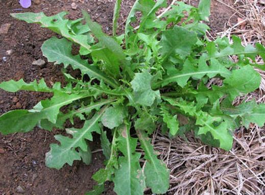 十大抗癌野菜排名,蕨菜清熱化痰、馬齒菜適合糖尿病患者