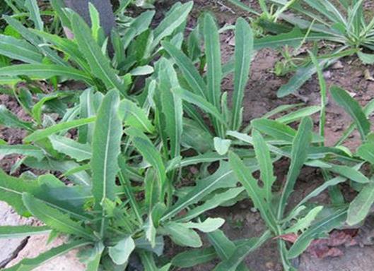 十大抗癌野菜排名,蕨菜清熱化痰、馬齒菜適合糖尿病患者