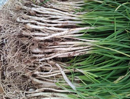 十大抗癌野菜排名,蕨菜清熱化痰、馬齒菜適合糖尿病患者