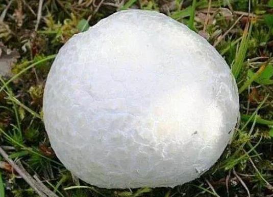 世界十大最奇特的蘑菇,惡魔雪茄很罕見(jiàn)、鹿花菌有毒