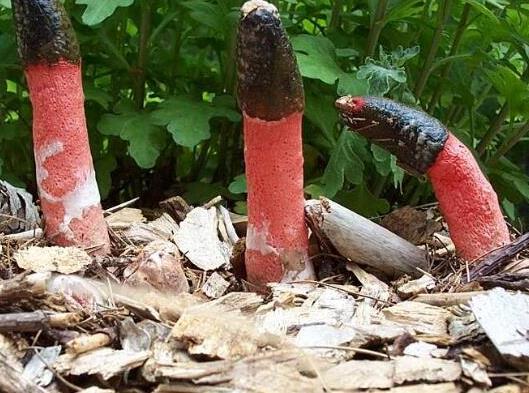 世界十大最奇特的蘑菇,惡魔雪茄很罕見(jiàn)、鹿花菌有毒