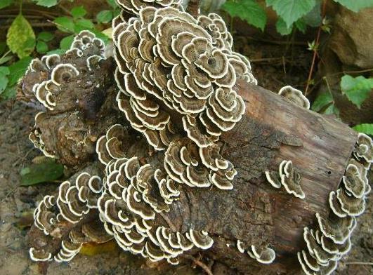 世界十大最奇特的蘑菇,惡魔雪茄很罕見(jiàn)、鹿花菌有毒