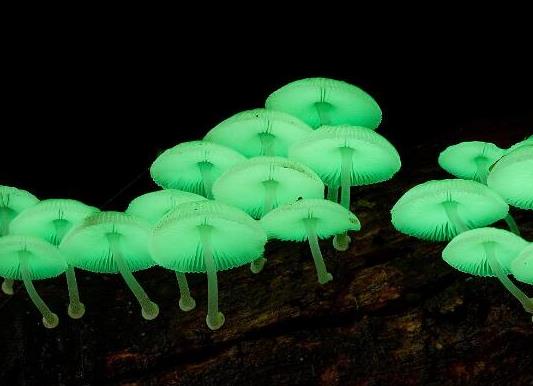 世界十大最奇特的蘑菇,惡魔雪茄很罕見(jiàn)、鹿花菌有毒