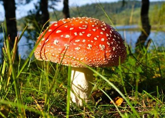 世界十大最奇特的蘑菇,惡魔雪茄很罕見(jiàn)、鹿花菌有毒