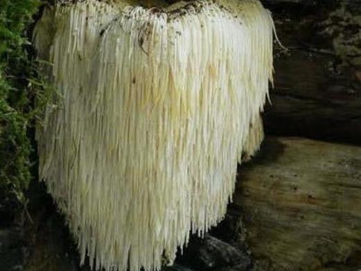 世界十大最奇特的蘑菇,惡魔雪茄很罕見(jiàn)、鹿花菌有毒