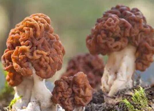 世界十大最奇特的蘑菇,惡魔雪茄很罕見(jiàn)、鹿花菌有毒