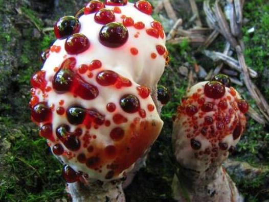 世界十大最奇特的蘑菇,惡魔雪茄很罕見(jiàn)、鹿花菌有毒