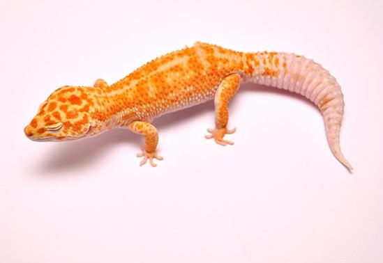 十大最受歡迎的寵物蜥蜴排行,麗紋龍蜥、豹紋守宮很多人養
