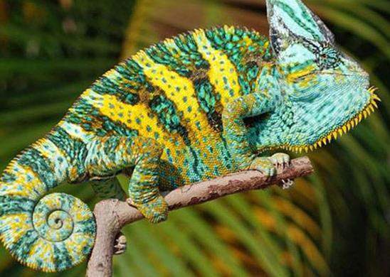 十大最受歡迎的寵物蜥蜴排行,麗紋龍蜥、豹紋守宮很多人養