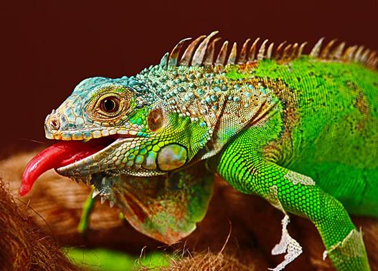 十大最受歡迎的寵物蜥蜴排行,麗紋龍蜥、豹紋守宮很多人養