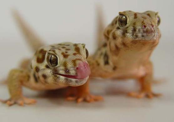 十大最受歡迎的寵物蜥蜴排行,麗紋龍蜥、豹紋守宮很多人養