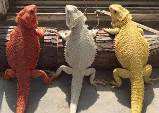 十大最受歡迎的寵物蜥蜴排行,麗紋龍蜥、豹紋守宮很多人養