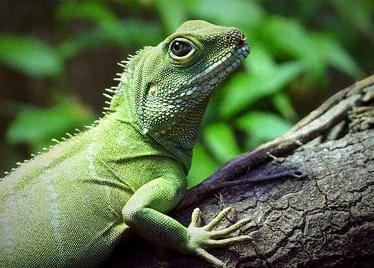 十大最受歡迎的寵物蜥蜴排行,麗紋龍蜥、豹紋守宮很多人養