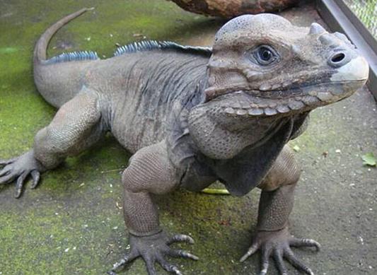 十大最受歡迎的寵物蜥蜴排行,麗紋龍蜥、豹紋守宮很多人養