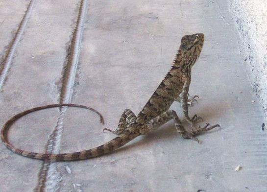 十大最受歡迎的寵物蜥蜴排行,麗紋龍蜥、豹紋守宮很多人養