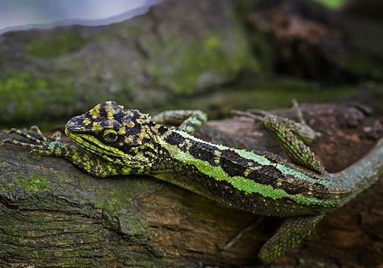 十大最受歡迎的寵物蜥蜴排行,麗紋龍蜥、豹紋守宮很多人養