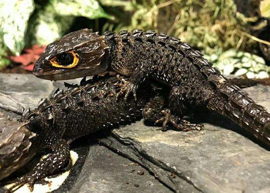 十大最受歡迎的寵物蜥蜴排行,麗紋龍蜥、豹紋守宮很多人養