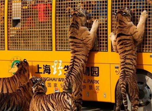 中國最受歡迎的十大動物園,北京動物園、廣州長隆野生動物世界很有名