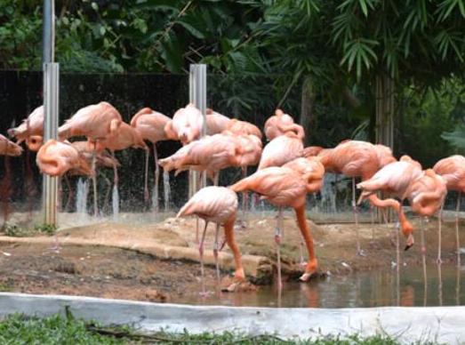 中國最受歡迎的十大動物園,北京動物園、廣州長隆野生動物世界很有名