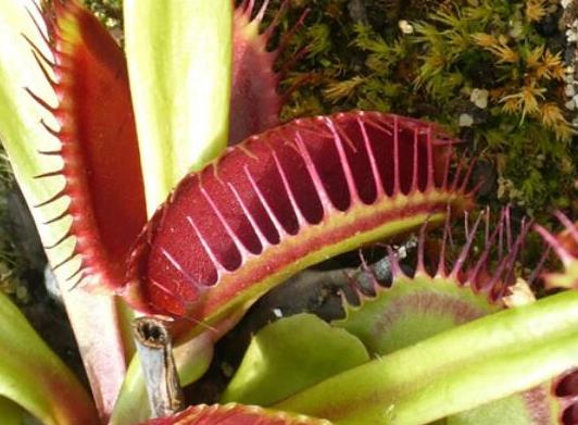 世界十大最奇特的植物,百歲蘭是雌雄異株、大王花擁有惡臭氣味