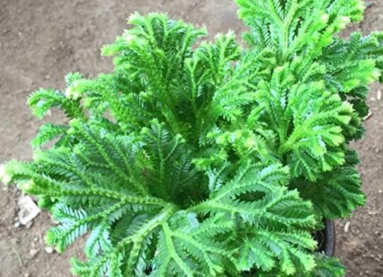 世界十大最奇特的植物,百歲蘭是雌雄異株、大王花擁有惡臭氣味