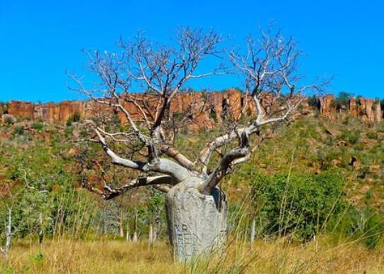 世界十大最奇特的植物,百歲蘭是雌雄異株、大王花擁有惡臭氣味